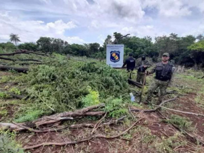 Polícia paraguaia destrói lavoura de maconha em fase de colheita Polícia paraguaia destrói lavoura de maconha em fase de colheita