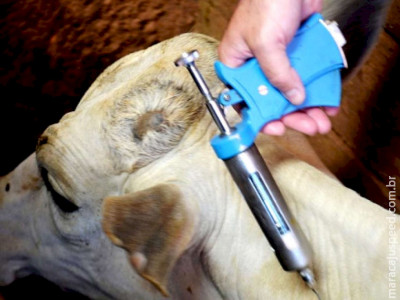 Vacinação contra febre aftosa precisa ser registrada no site da Iagro  Vacinação contra febre aftosa precisa ser registrada no site da Iagro