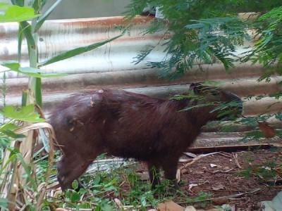 Capivara ferida é capturada dentro de residência em Campo Grande Capivara ferida é capturada dentro de residência em Campo Grande