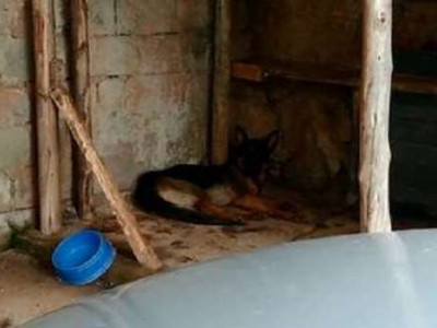 Menino morto por pastor alemão alimentava o cão na ausência da tia Menino morto por pastor alemão alimentava o cão na ausência da tia