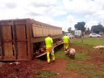 Caminhão carregado com porcos tomba e deixa trânsito lento na BR-163 em Dourados 