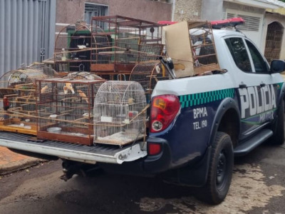 Crimes contra fauna motivaram R$ 3 milhões em multas ao longo do ano passado