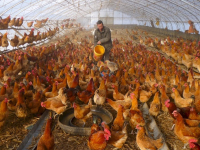 Espanha relata surto de gripe aviária altamente patogênica em granja, diz OIE 