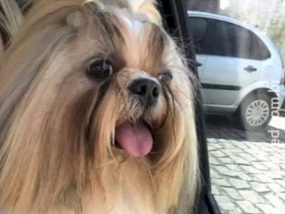 Funcionário de pet shop é preso após morte de cachorro deixado para tosa