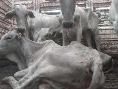 Motoristas de caminhão boiadeiro são multados por deixar gado morrer