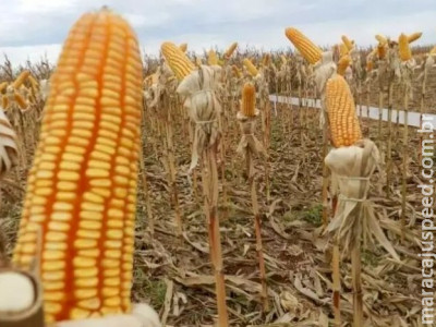 Disparada no preço dos fertilizantes deve diminuir lucro com milho em MS Disparada no preço dos fertilizantes deve diminuir lucro com milho em MS