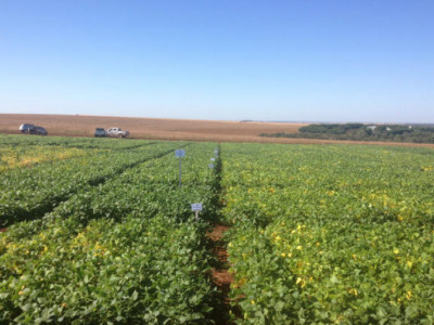 Ministério registra novos defensivos agrícolas para controle de pragas