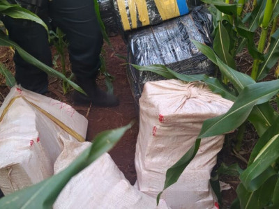 Polícia encontra mais de meia tonelada de maconha em milharal