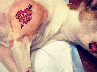 Proibição de tatuagem em pets avança na Comissão de Meio Ambiente