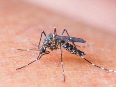Mulher de 55 anos é o 15° óbito por dengue em MS neste ano
