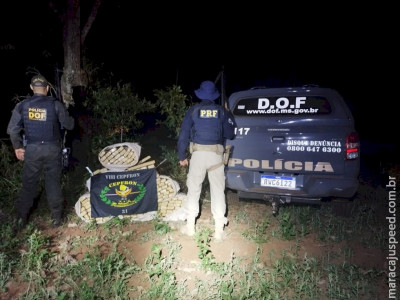 Polícia localiza fardos de maconha escondidos em plantação de milho Polícia localiza fardos de maconha escondidos em plantação de milho