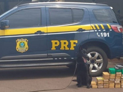 Com auxílio de cães farejadores polícia apreende 51 quilos de cocaína Com auxílio de cães farejadores polícia apreende 51 quilos de cocaína