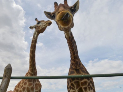 PF indicia 4 pessoas por crimes associados à importação de 18 girafas PF indicia 4 pessoas por crimes associados à importação de 18 girafas
