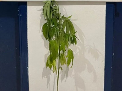 Polícia encontra pé de maconha em residência e conduz autor a Delegacia Polícia encontra pé de maconha em residência e conduz autor a Delegacia