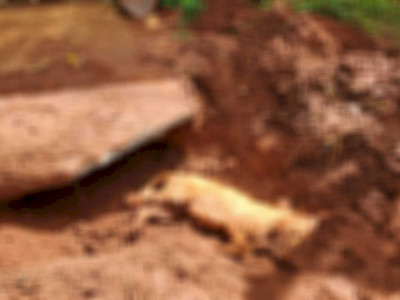 Cachorrinha é enterrada viva enquanto paria filhotes em bairro de Campo Grande Cachorrinha é enterrada viva enquanto paria filhotes em bairro de Campo Grande