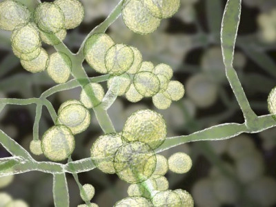 Cientistas descrevem maior surto do fungo Candida auris no Brasil Cientistas descrevem maior surto do fungo Candida auris no Brasil