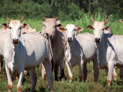 Mato Grosso do Sul está fora de risco para o mal da vaca louca 