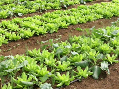 Brasil terá programa nacional para produção de alimentos saudáveis Brasil terá programa nacional para produção de alimentos saudáveis