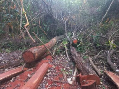 Homem é autuado por derrubada ilegal de árvores de grande porte