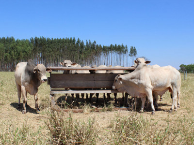 Desastres naturais prejudicaram agropecuária de MS em R$ 18,5 bilhões Desastres naturais prejudicaram agropecuária de MS em R$ 18,5 bilhões