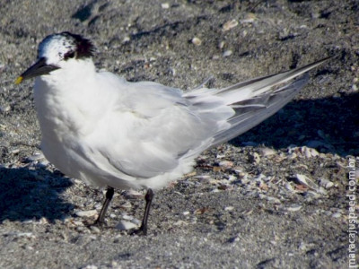 Governo confirma caso de gripe aviária em aves silvestres no Brasil Governo confirma caso de gripe aviária em aves silvestres no Brasil