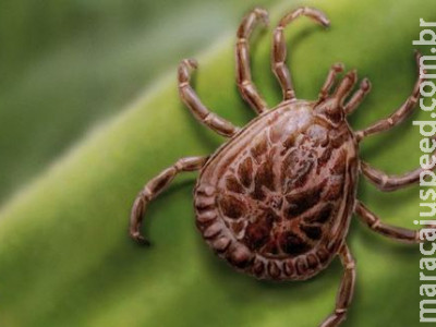 Sesau investiga menino com suspeita de febre maculosa em Campo Grande Sesau investiga menino com suspeita de febre maculosa em Campo Grande