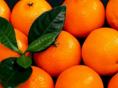 Citros: preço da tangerina poncã tem recuperação no mercado Citros: preço da tangerina poncã tem recuperação no mercado