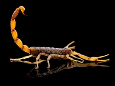 Acidentes com escorpiões aumentam no calorão; Secretaria de Saúde de MS faz alerta