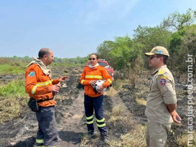 Após cinco dias, bombeiros controlam focos de incêndio no Pantanal Após cinco dias, bombeiros controlam focos de incêndio no Pantanal