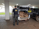 Carga milionária de maconha é apreendida e três veículos furtados são recuperados pelo DOF em Maracaju