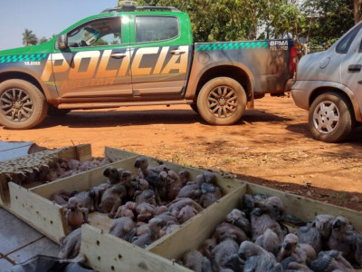 Casal é preso em MS traficando quase 80 filhotes de papagaio 