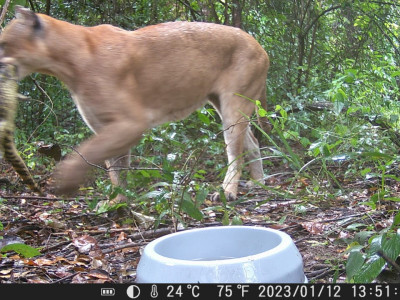 Câmeras especiais identificam novas espécies de animais silvestres em reserva de MS