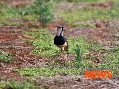 Agricultura estende por 6 meses emergência zoossanitária por gripe aviária Agricultura estende por 6 meses emergência zoossanitária por gripe aviária