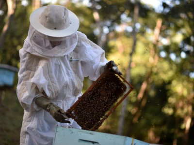 Audiência debate a mortalidade de abelhas por causa do uso de agrotóxicos Audiência debate a mortalidade de abelhas por causa do uso de agrotóxicos