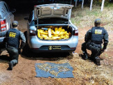 DOF apreende 400 quilos de drogas e mais de 500 munições de grosso calibre em Ponta Porã