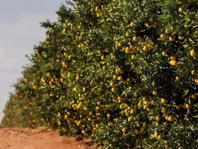 Governo fomenta diversificação da produção e atrai investimento de citricultura em MS