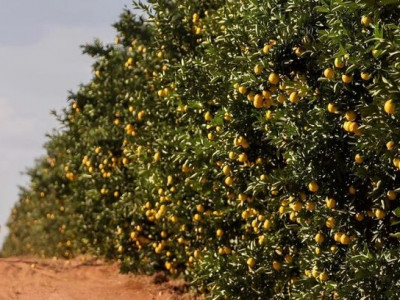 Governo fomenta diversificação da produção e atrai investimento de citricultura em MS Governo fomenta diversificação da produção e atrai investimento de citricultura em MS