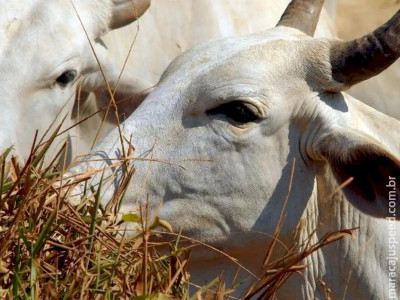 Brasil regula abate e processamento de animais para mercado religioso Brasil regula abate e processamento de animais para mercado religioso