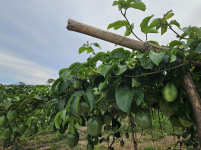 Fruticultura Irrigada desponta como novo vetor de desenvolvimento Fruticultura Irrigada desponta como novo vetor de desenvolvimento