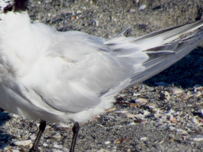 Gripe aviária: Finlândia será primeiro país a ofertar vacina em humano Gripe aviária: Finlândia será primeiro país a ofertar vacina em humano