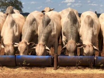 Sinergia entre agricultores e pecuaristas movimenta Mato Grosso do Sul Sinergia entre agricultores e pecuaristas movimenta Mato Grosso do Sul