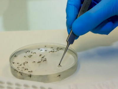 Estado emite orientações à população sobre nova doença em circulação Estado emite orientações à população sobre nova doença em circulação