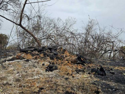 Mudança de cálculo some com 1 milhão de hectares queimados no Pantanal Mudança de cálculo some com 1 milhão de hectares queimados no Pantanal