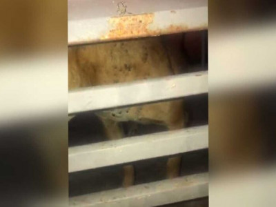 Vizinhos encontram cachorros pingando carrapatos e denunciam maus-tratos no Santo Amaro Vizinhos encontram cachorros pingando carrapatos e denunciam maus-tratos no Santo Amaro