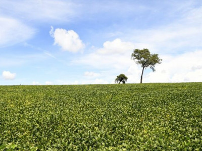 Mais de 70% das lavouras de soja apresentam boas condições de desenvolvimento Mais de 70% das lavouras de soja apresentam boas condições de desenvolvimento