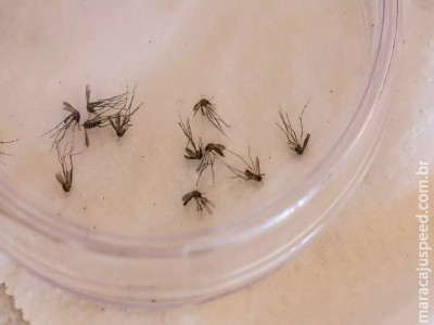 Boletim epidemiológico confirma mais de 100 casos de chikungunya em MS Boletim epidemiológico confirma mais de 100 casos de chikungunya em MS