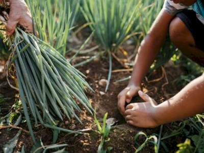 Desenrola rural prevê descontos de até 96% em dívidas de agricultores Desenrola rural prevê descontos de até 96% em dívidas de agricultores