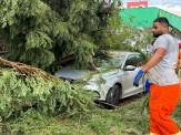 Durante temporal, árvore cai em cima de carros em Nova Andradina Durante temporal, árvore cai em cima de carros em Nova Andradina