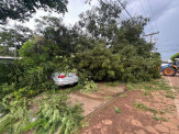 Durante temporal, árvore cai em cima de carros em Nova Andradina Durante temporal, árvore cai em cima de carros em Nova Andradina