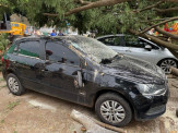 Durante temporal, árvore cai em cima de carros em Nova Andradina Durante temporal, árvore cai em cima de carros em Nova Andradina